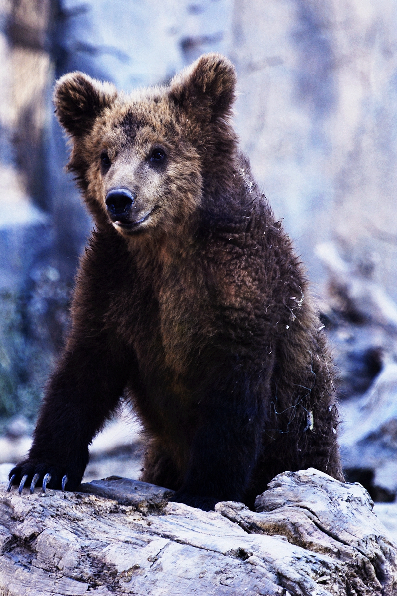 憨憨的棕熊