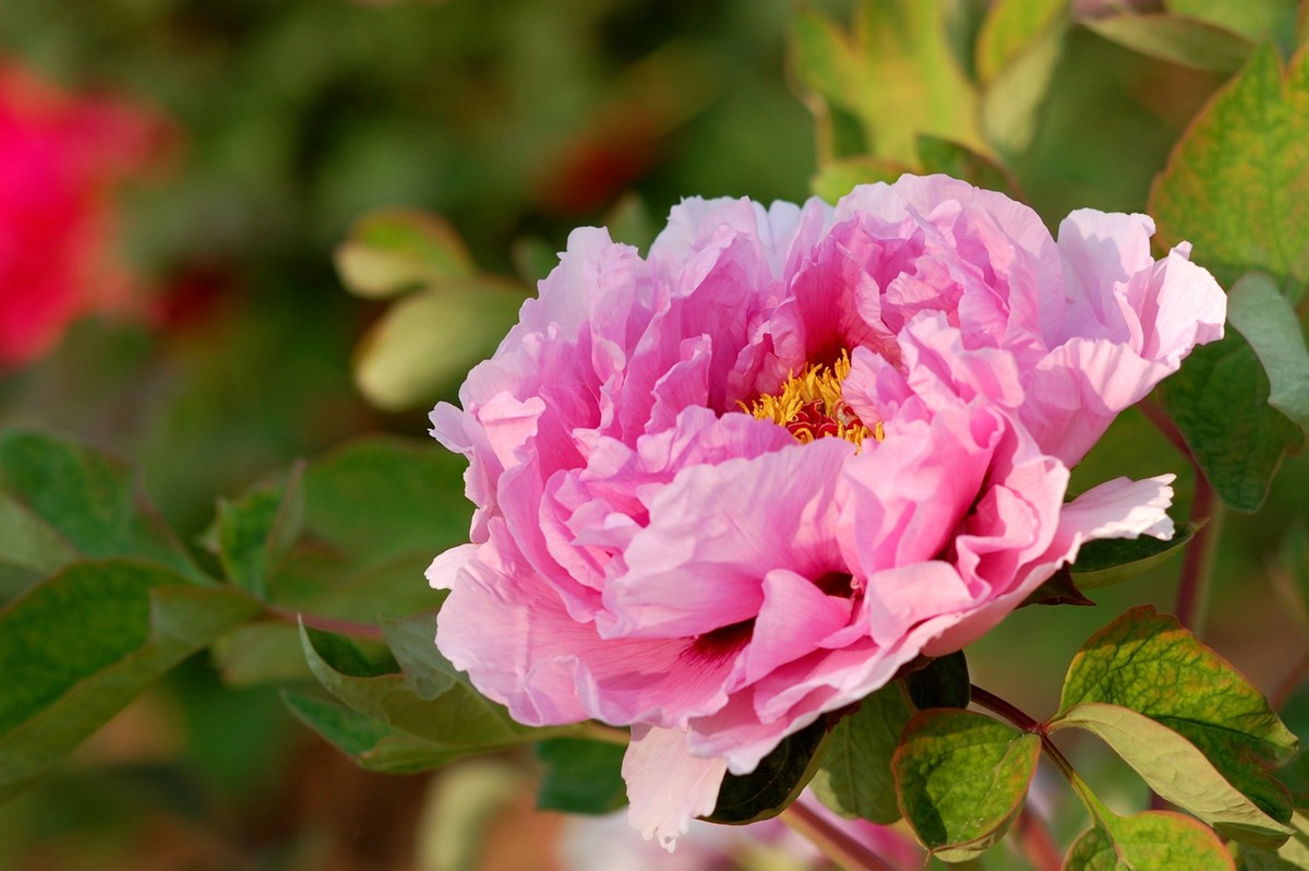 2015年第一帖、无旦献花，祝游版及各位版主好友新年好。