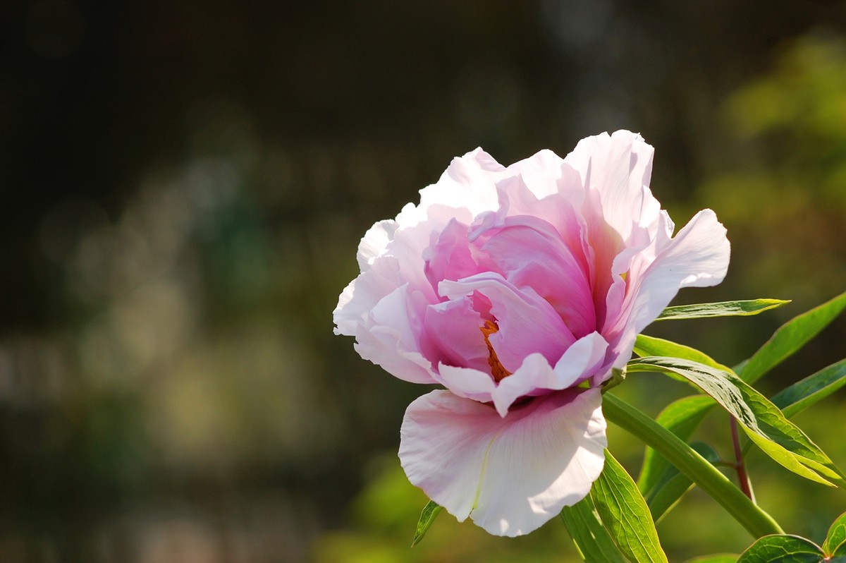 2015年第一帖、无旦献花，祝游版及各位版主好友新年好。