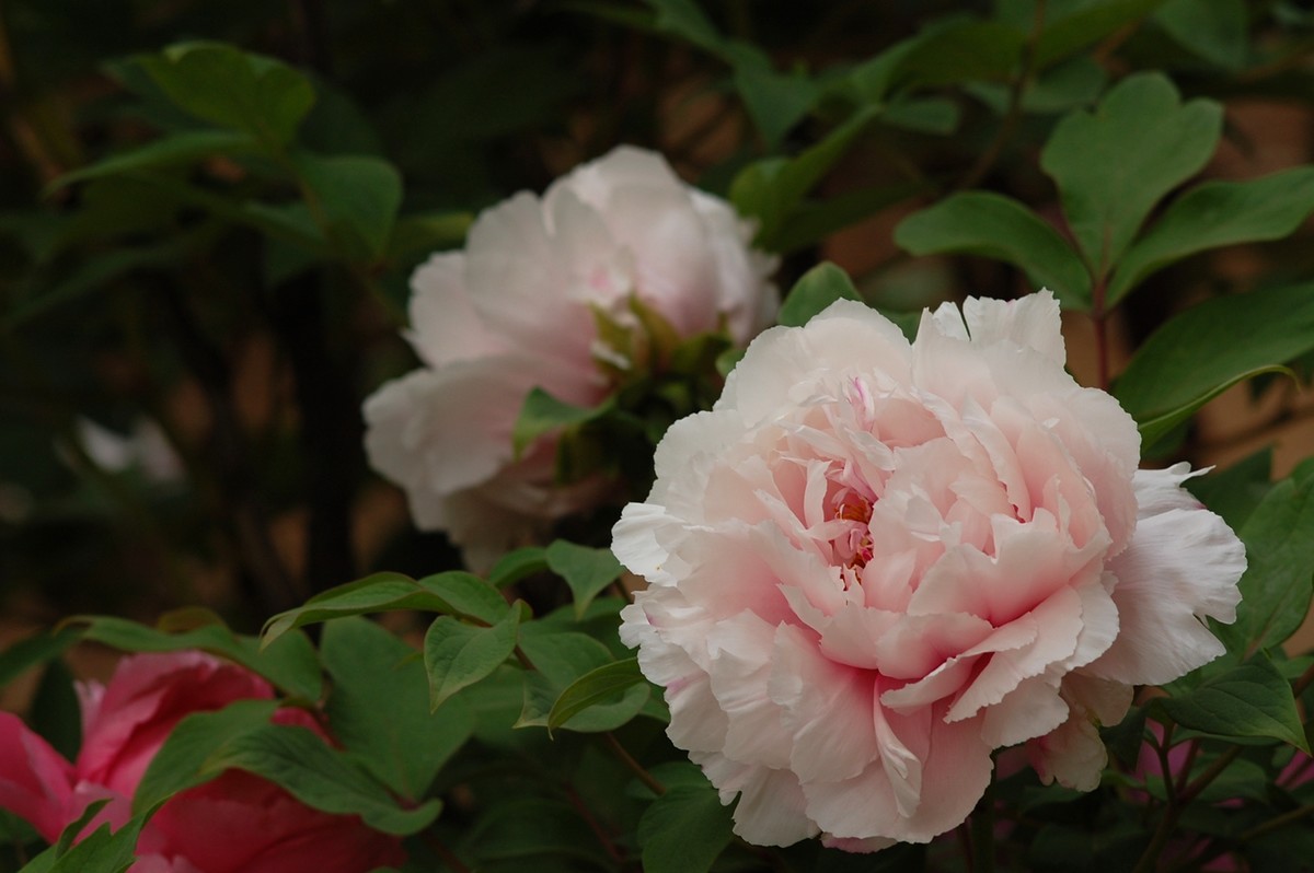 2015年第一帖、无旦献花，祝游版及各位版主好友新年好。