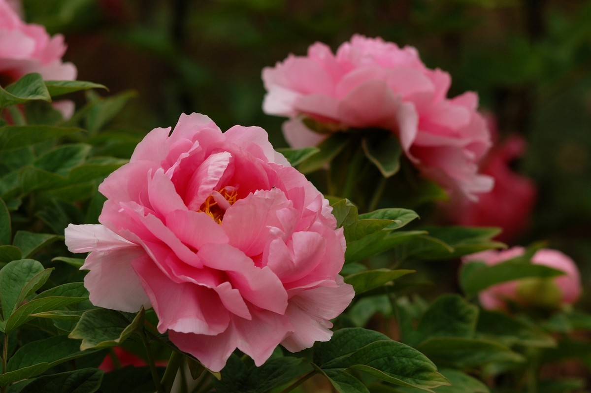 2015年第一帖、无旦献花，祝游版及各位版主好友新年好。