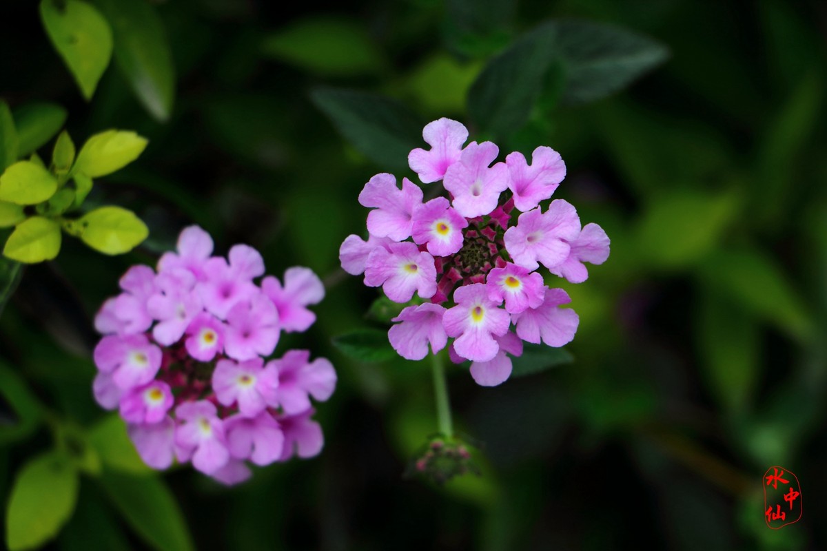 盛开的花朵