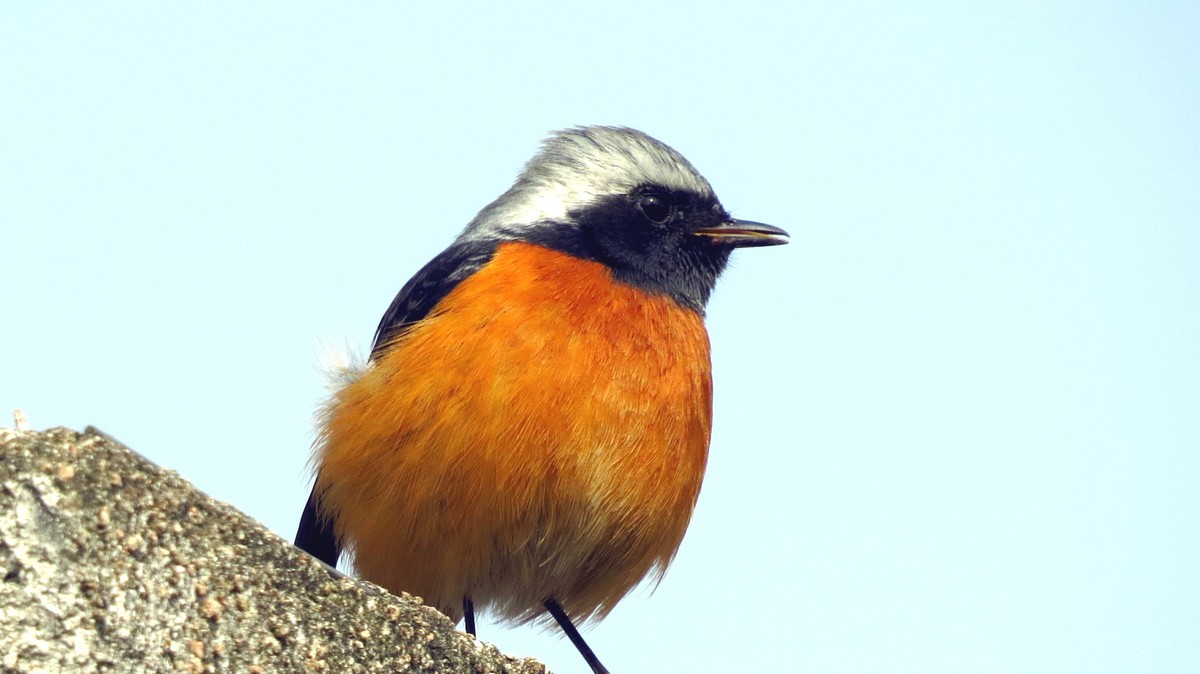 久霾元无雨，复见艳阳天。乖鸟应无恙，傲立独悠然。