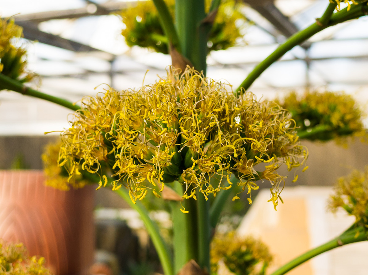 GR越用越爱------花卉大观园