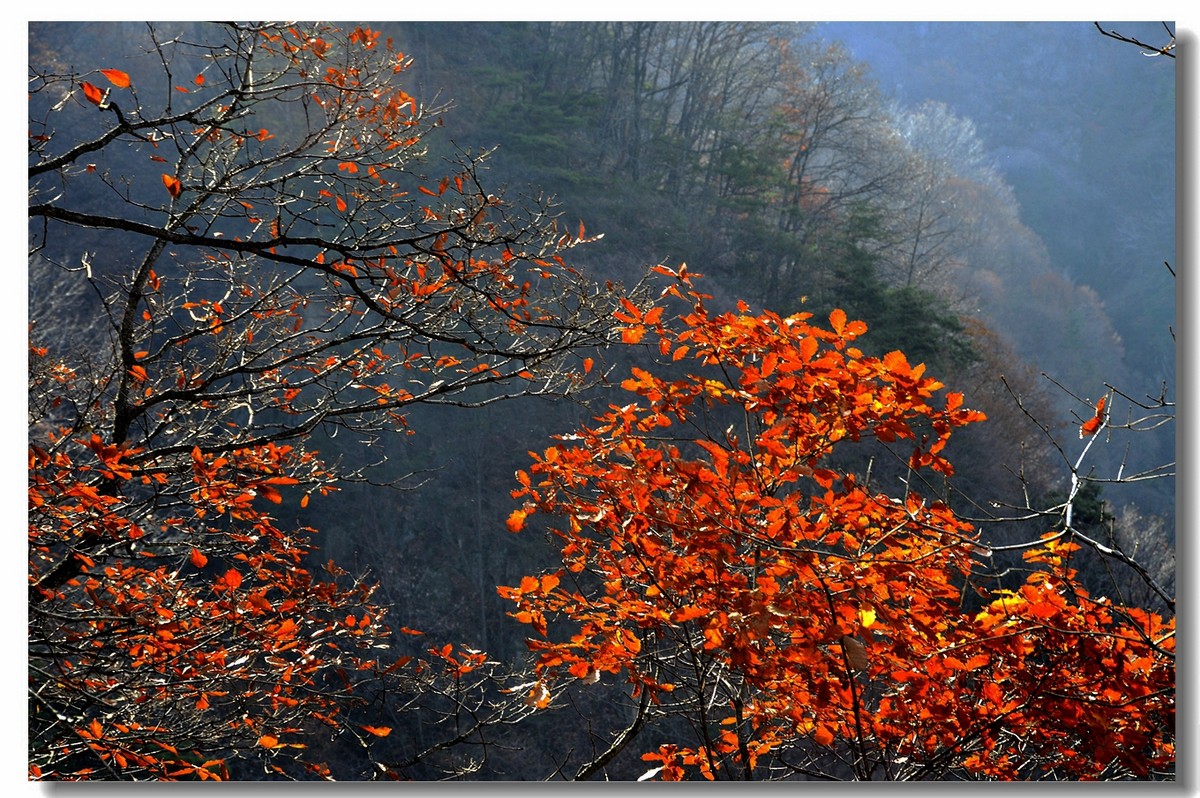 秋日的宝鸡鸡峰山（上，18P），敬请指导！