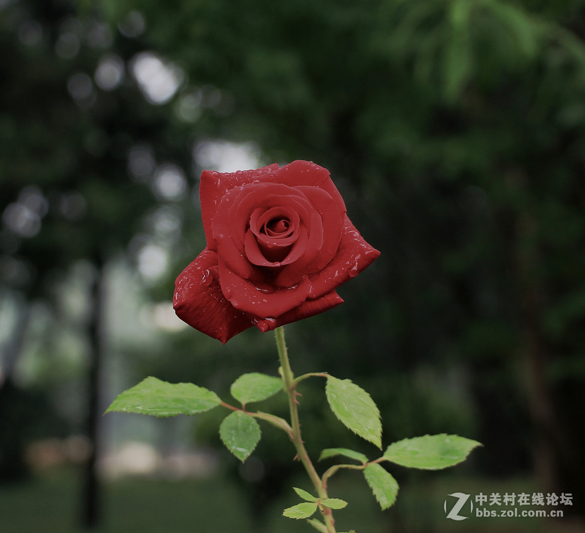 一枝独秀——一组早期练机帖