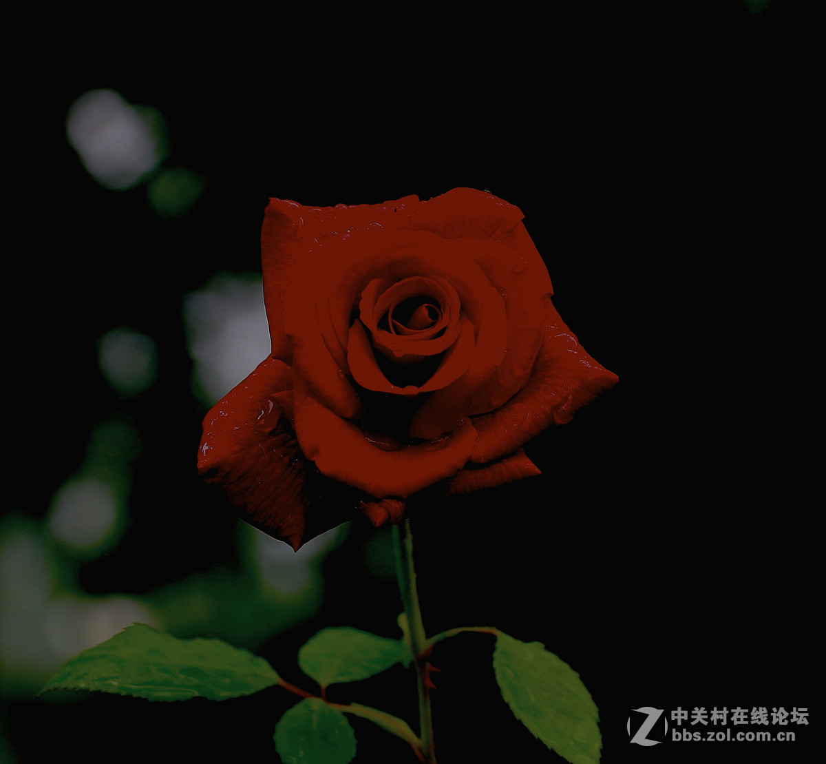 一枝独秀——一组早期练机帖