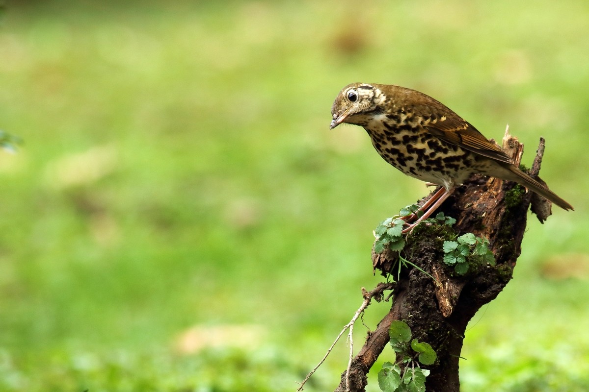 宝兴歌鸫与相思鸟