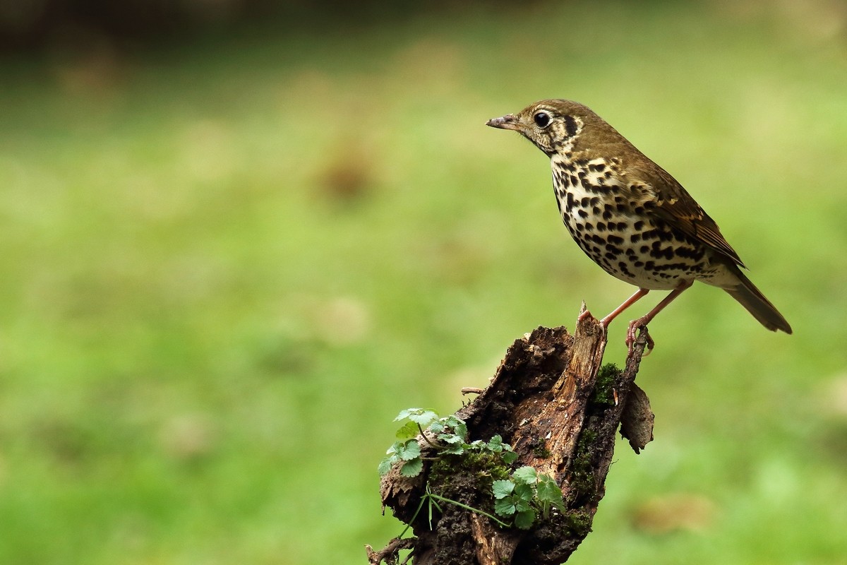 宝兴歌鸫与相思鸟