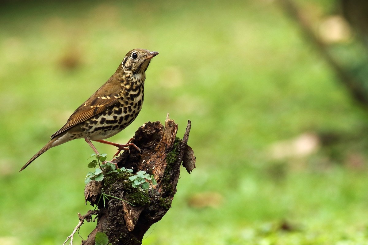 宝兴歌鸫与相思鸟