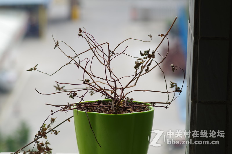 宾得小众原厂手动变焦老头M75-150 恒定F4