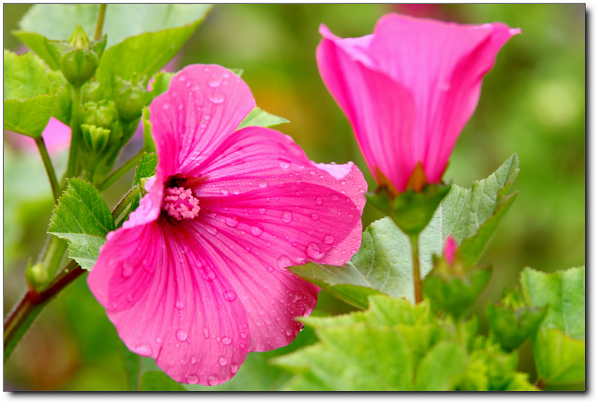 携一组秋葵花祝贺好友“沙漏里的沙”荣任佳能7DⅡ星空(中国)版主！