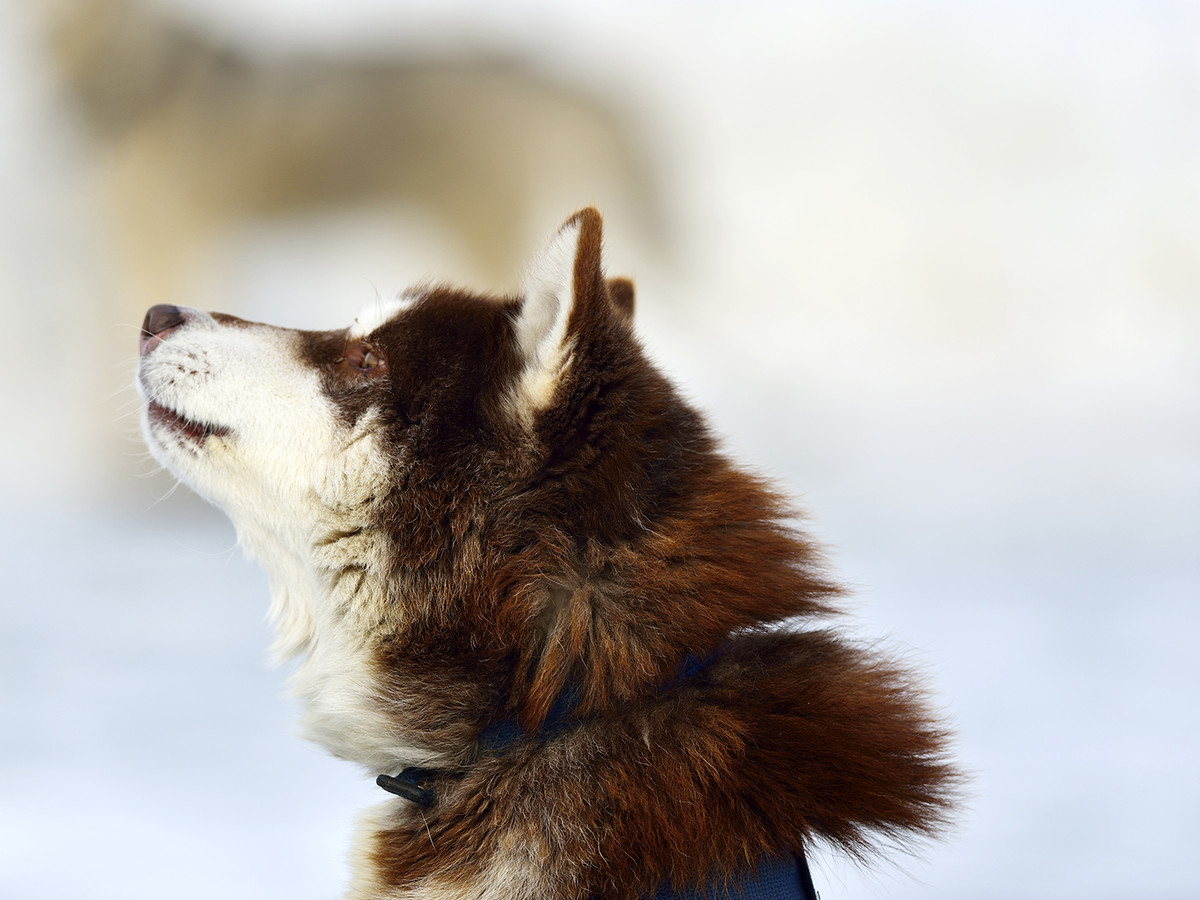 试用友尼康D800+300 F4 ED定焦，东北天太冷鸟没打到！