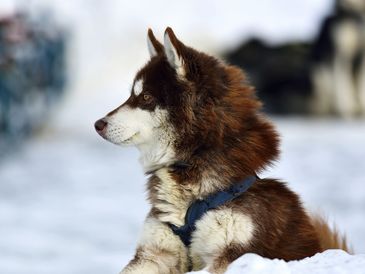 试用友尼康D800+300 F4 ED定焦，东北天太冷鸟没打到！