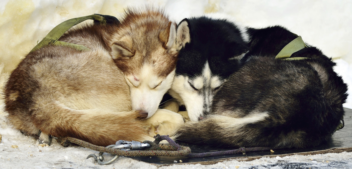 试用友尼康D800+300 F4 ED定焦，东北天太冷鸟没打到！