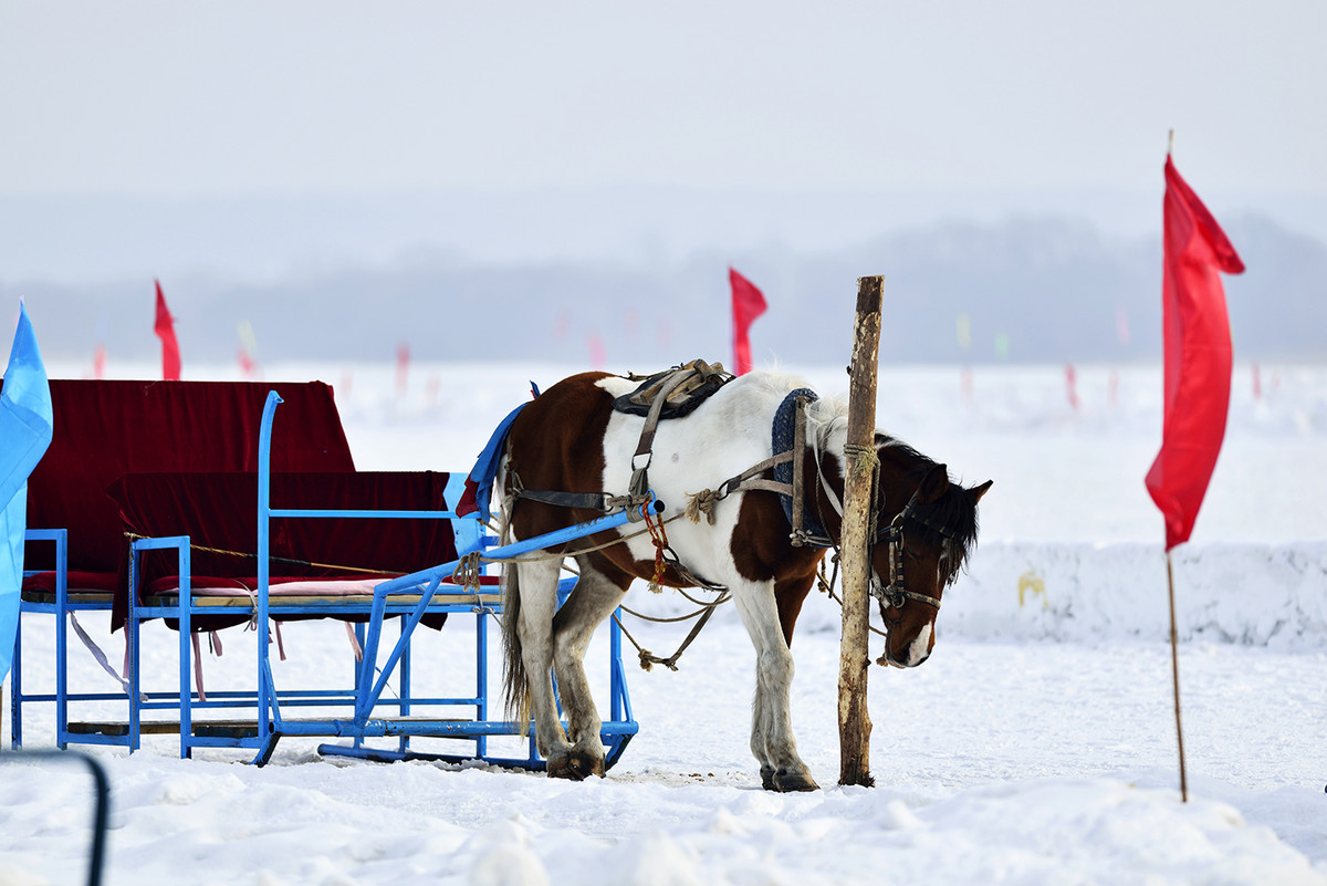 试用友尼康D800+300 F4 ED定焦，东北天太冷鸟没打到！