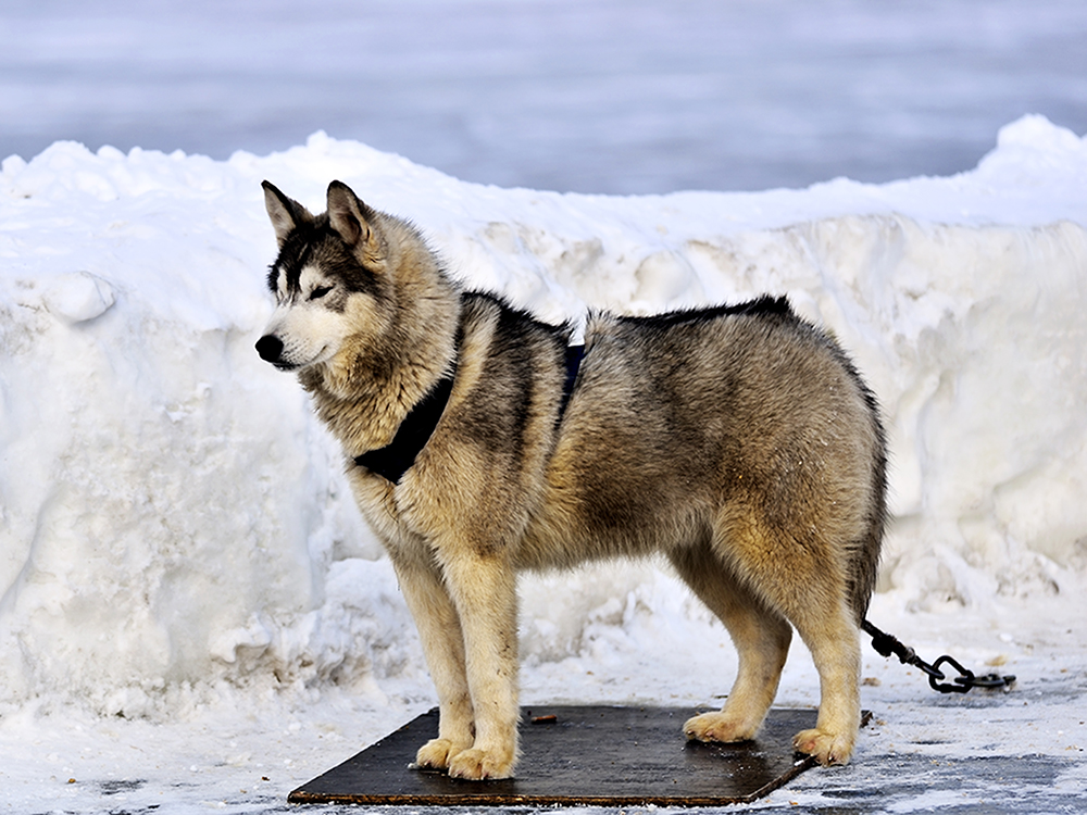 试用友尼康D800+300 F4 ED定焦，东北天太冷鸟没打到！