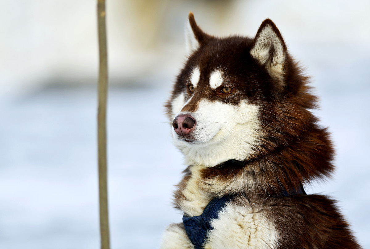 试用友尼康D800+300 F4 ED定焦，东北天太冷鸟没打到！