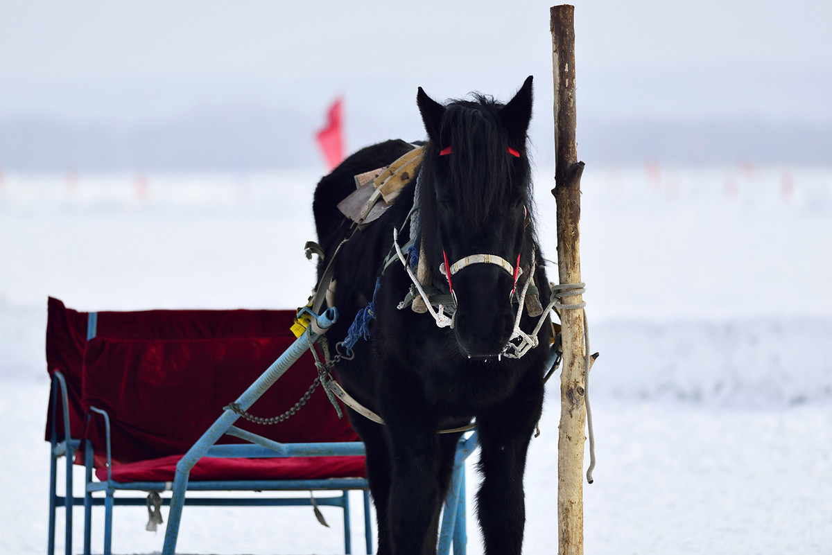试用友尼康D800+300 F4 ED定焦，东北天太冷鸟没打到！