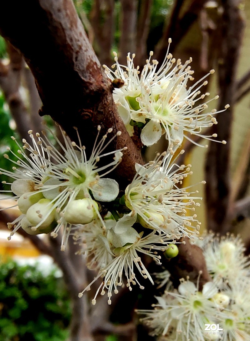 树葡萄栽种四年开花结果