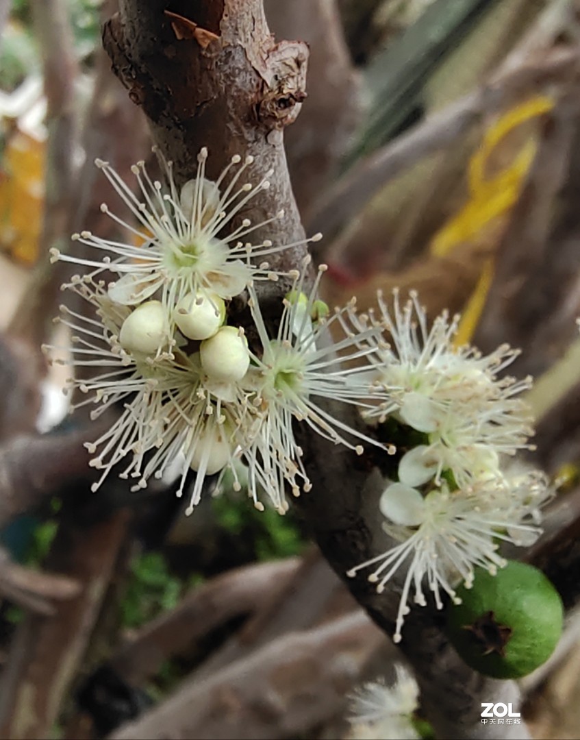 树葡萄栽种四年开花结果