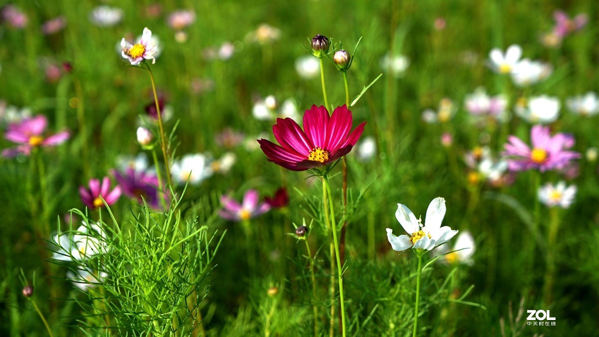 花果之乡文化旅游节盛况