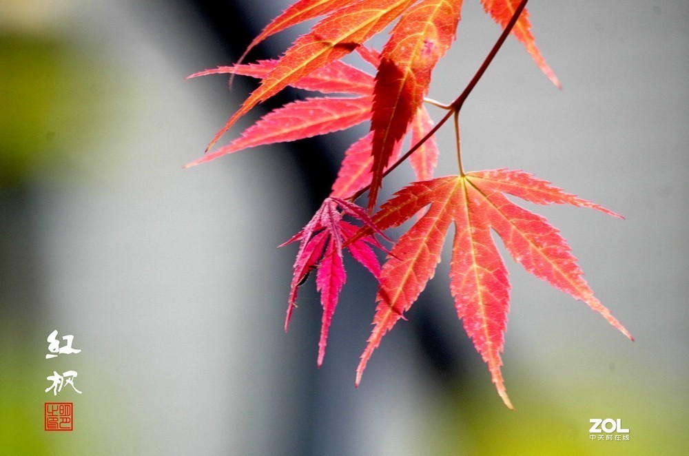 红枫叶