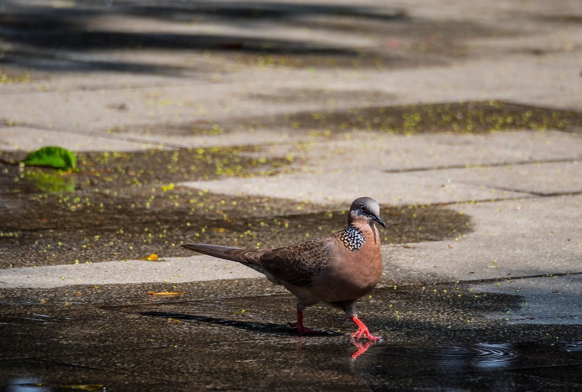菜鸟拍的鸟（E-M10 II+奥巴75-300 f4.8-6.7 II）