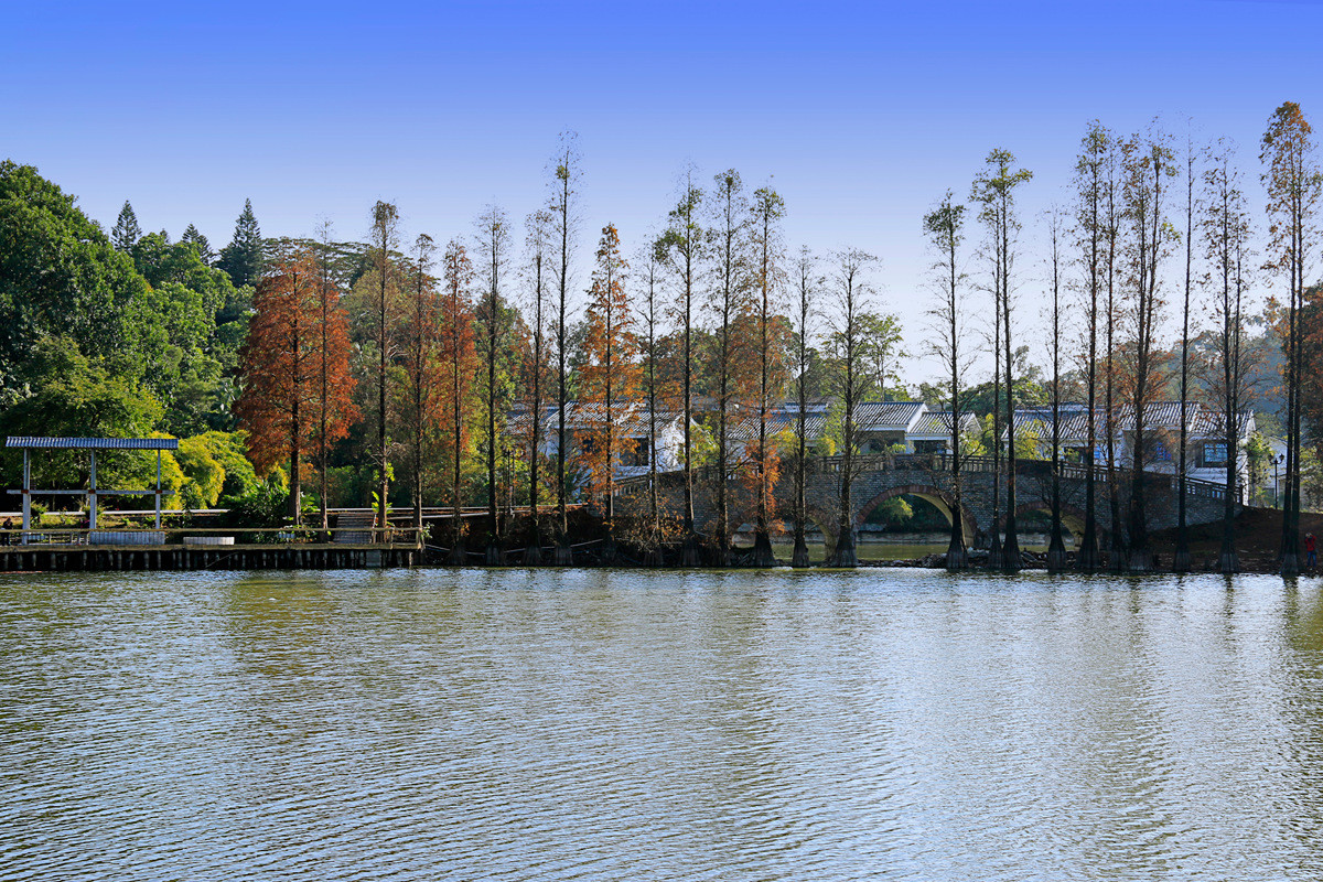 华南植物园冬景