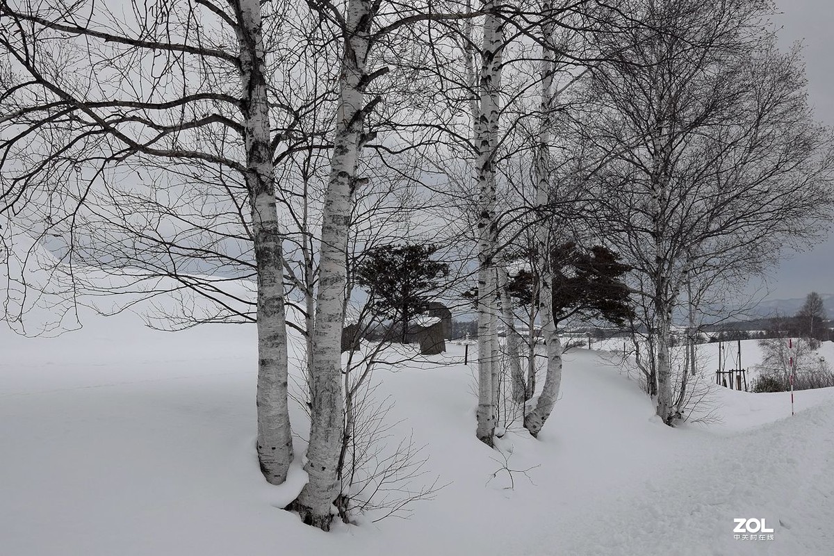 北海道·美瑛町·北西之丘（下）