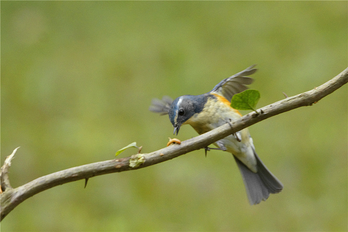 红胁蓝尾鸲之——公鸟吃虫-中关村在线摄影论坛