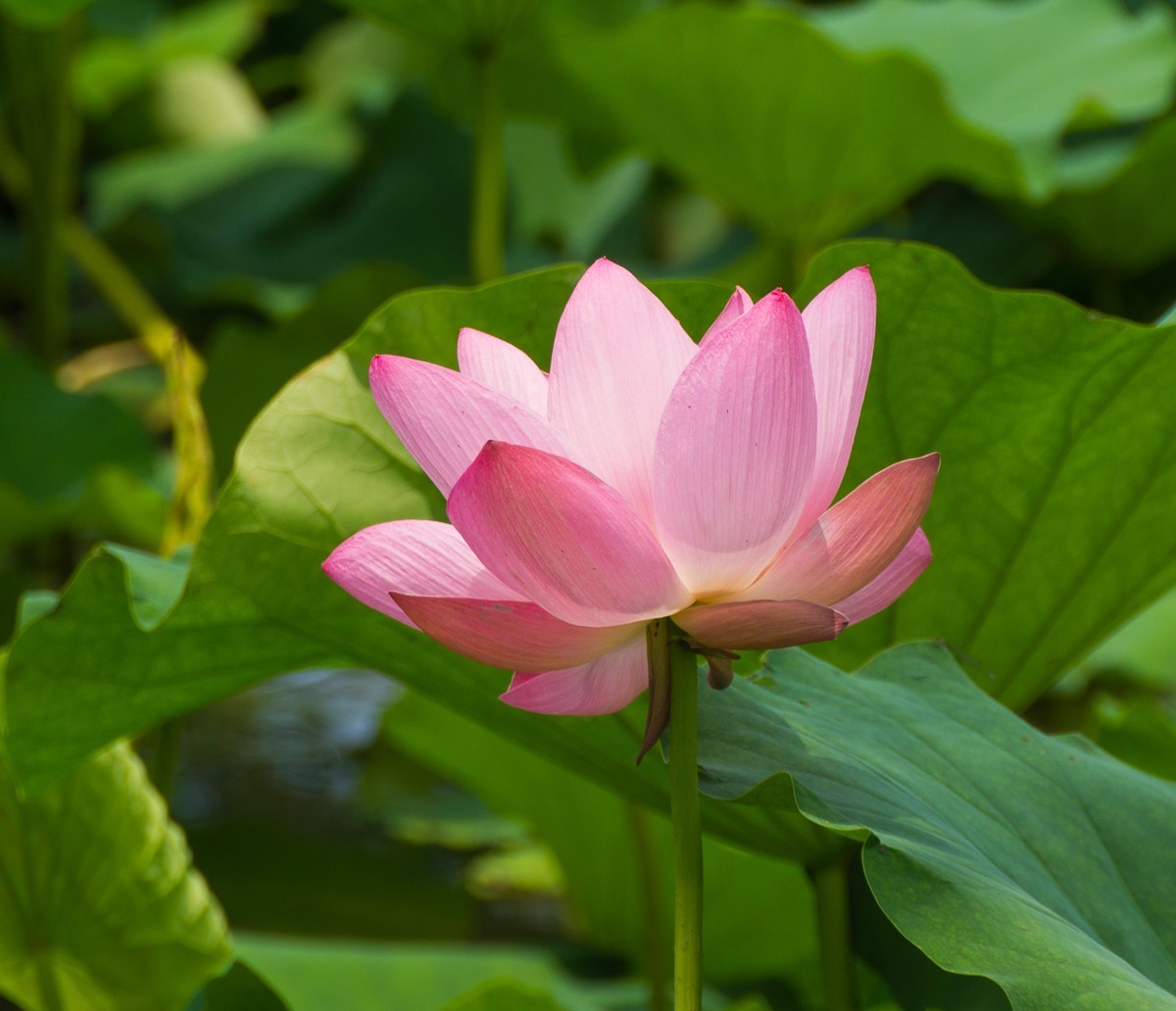 20200619扬州瘦西湖荷花