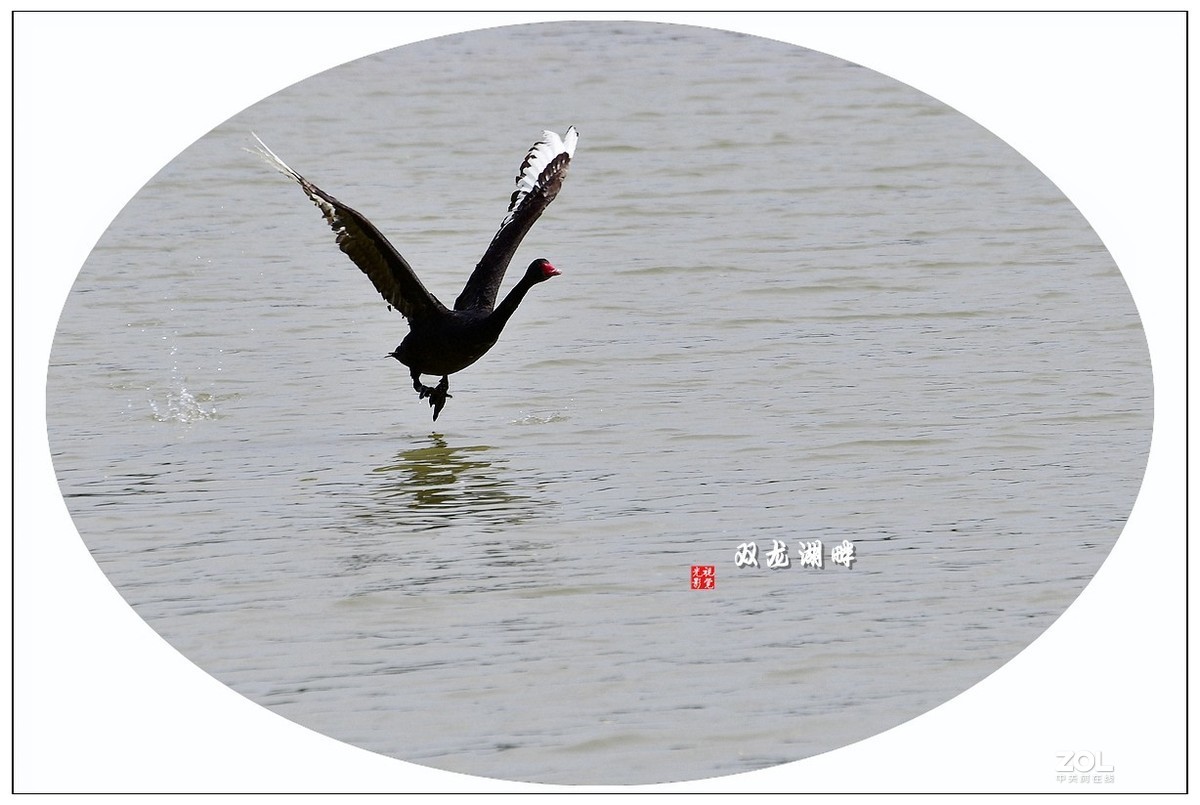 【视觉光影】古城台儿庄双龙湖畔观鸟园（17）