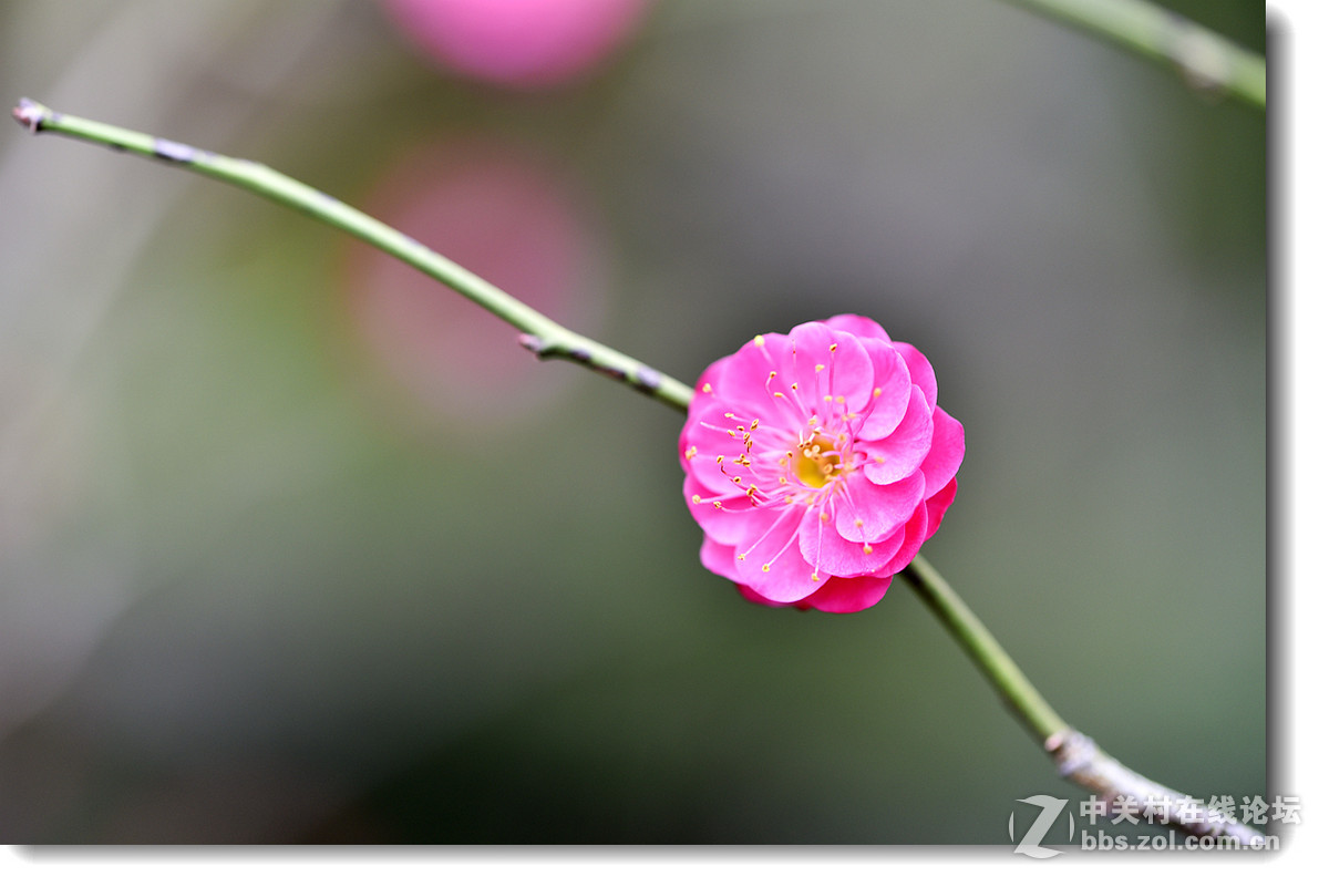 梅花两三枝