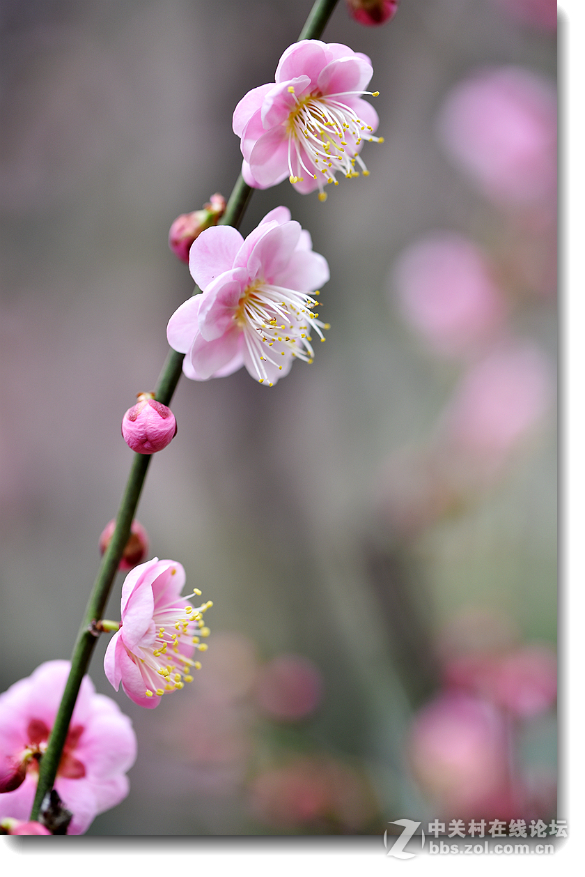 梅花两三枝