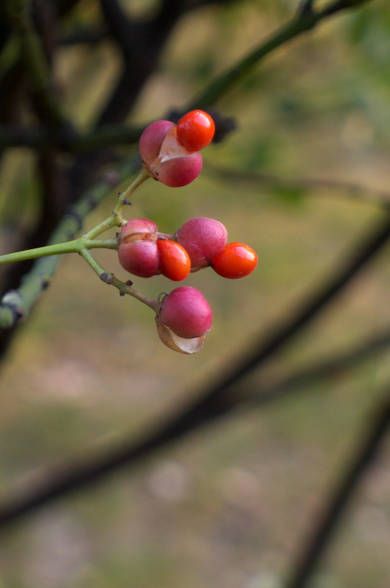 奇特的红果子求果名