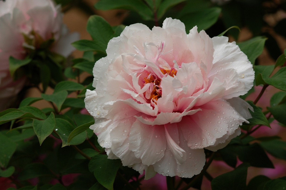 2015年第一帖、无旦献花，祝游版及各位版主好友新年好。