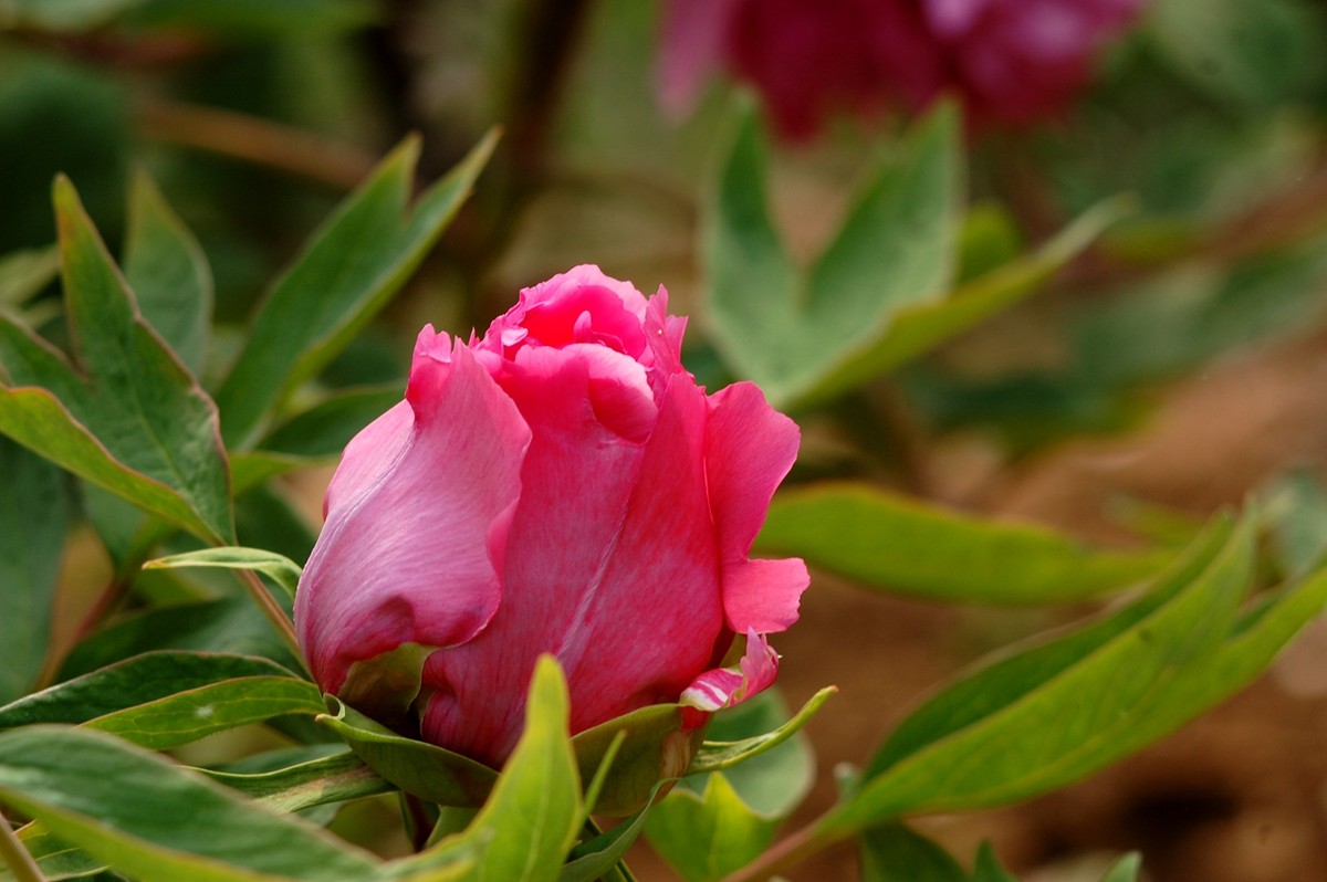 2015年第一帖、无旦献花，祝游版及各位版主好友新年好。