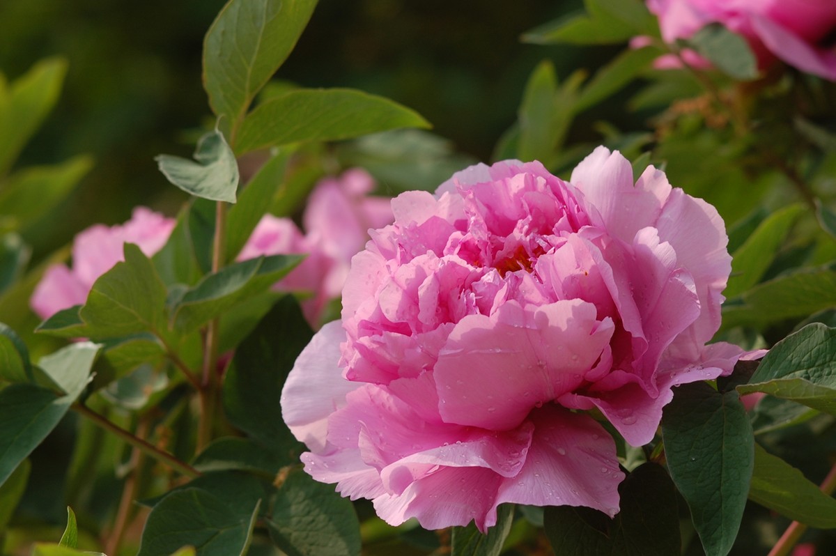 2015年第一帖、无旦献花，祝游版及各位版主好友新年好。