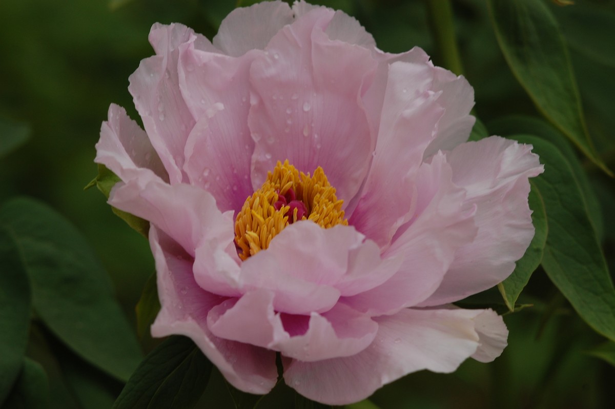 2015年第一帖、无旦献花，祝游版及各位版主好友新年好。