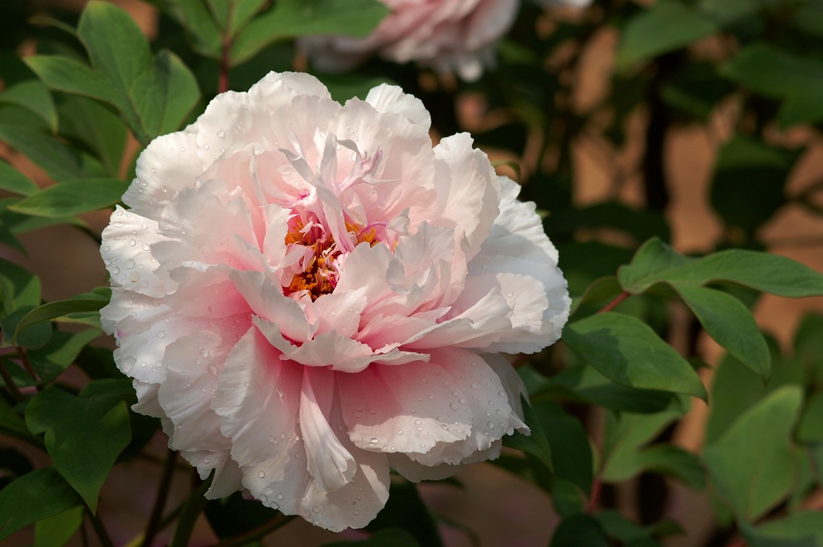 2015年第一帖、无旦献花，祝游版及各位版主好友新年好。