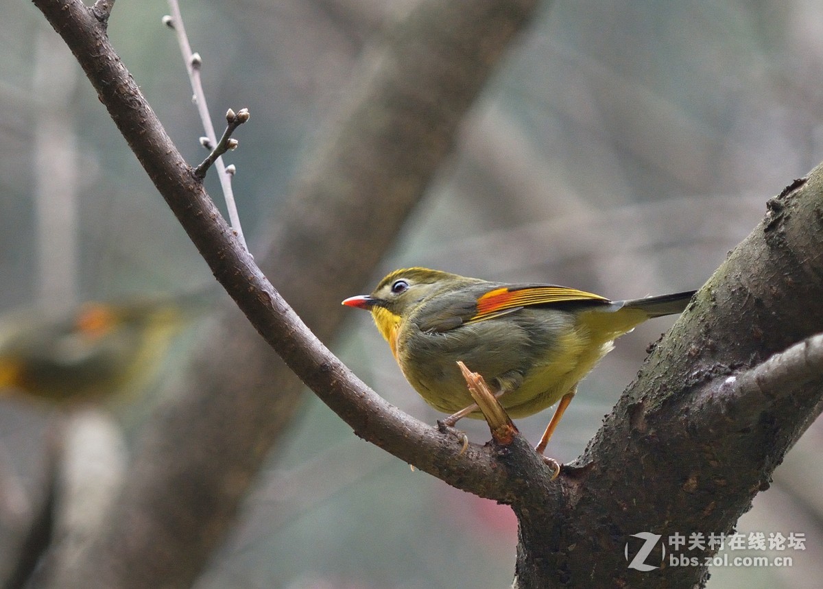 #尼康鸟类作品赏析第五期#冬日相思鸟