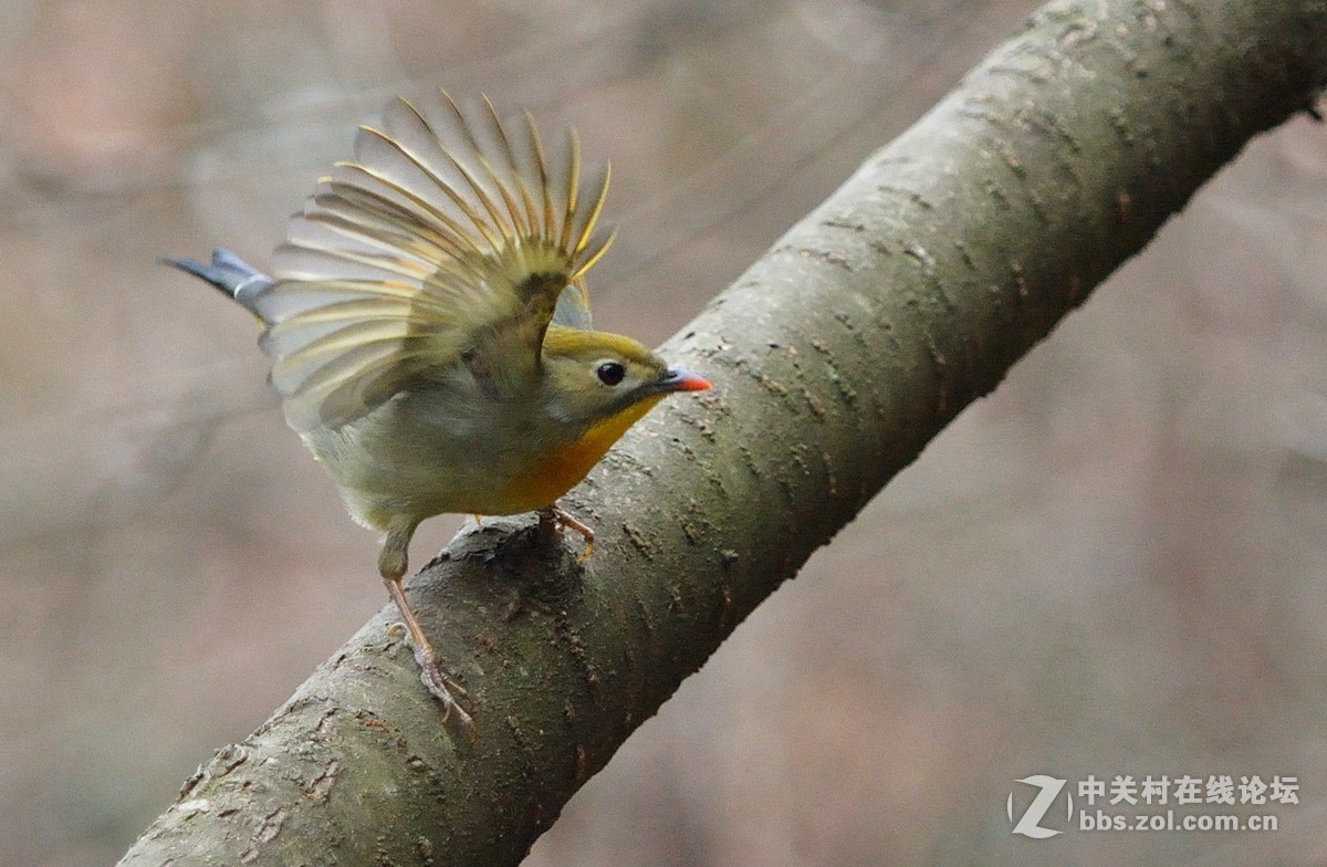 #尼康鸟类作品赏析第五期#冬日相思鸟