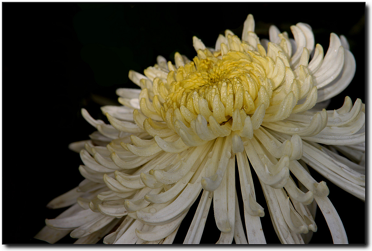祭奠长辈的白菊花图片,祭奠的一束白菊花图片(3) - 伤感说说吧