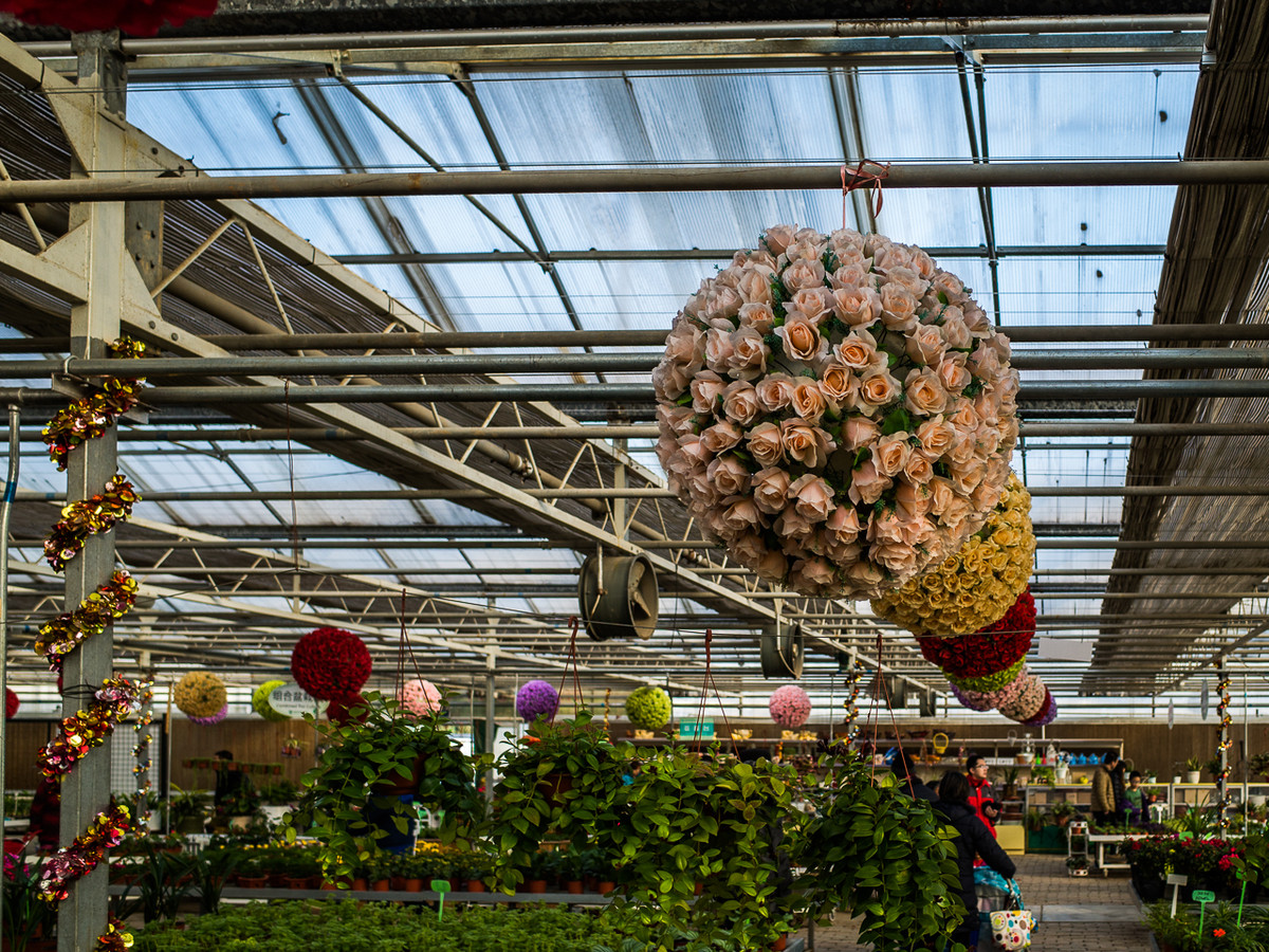 GR越用越爱------花卉大观园