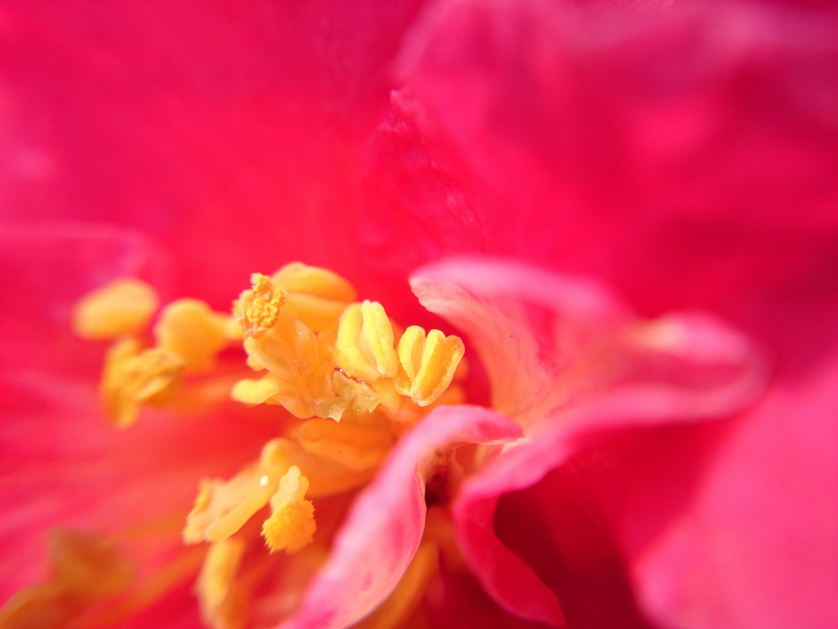 Sony L39h 午后几张。。。