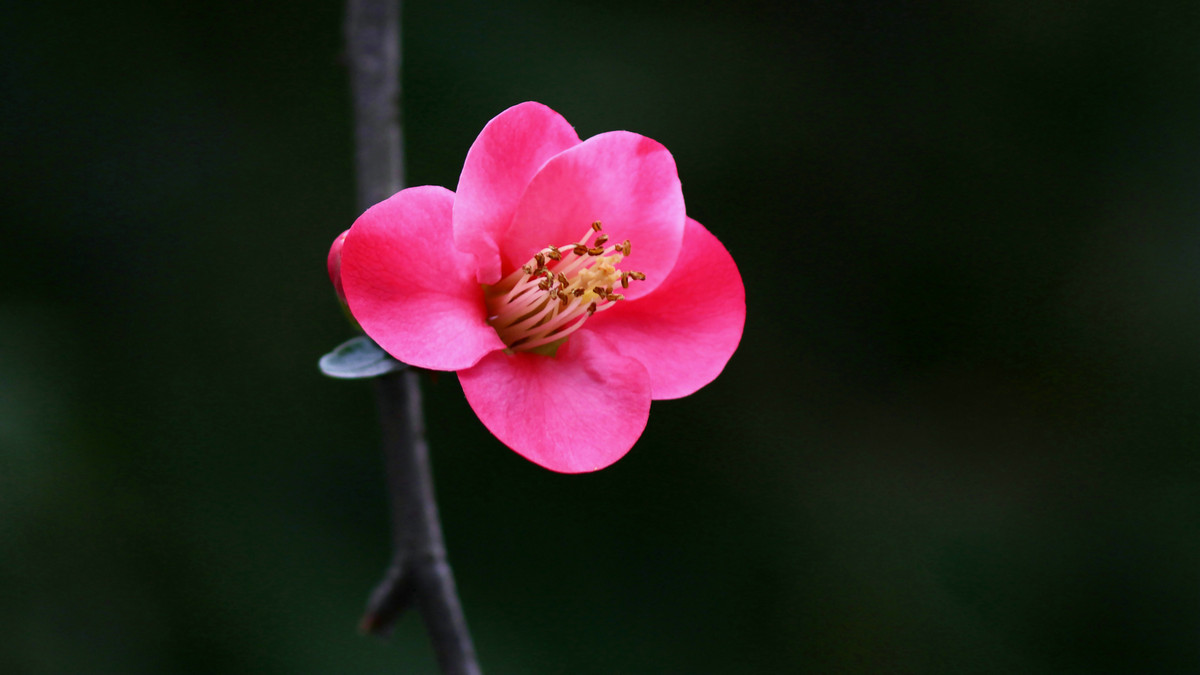 碰运气发大图【花  鸟】