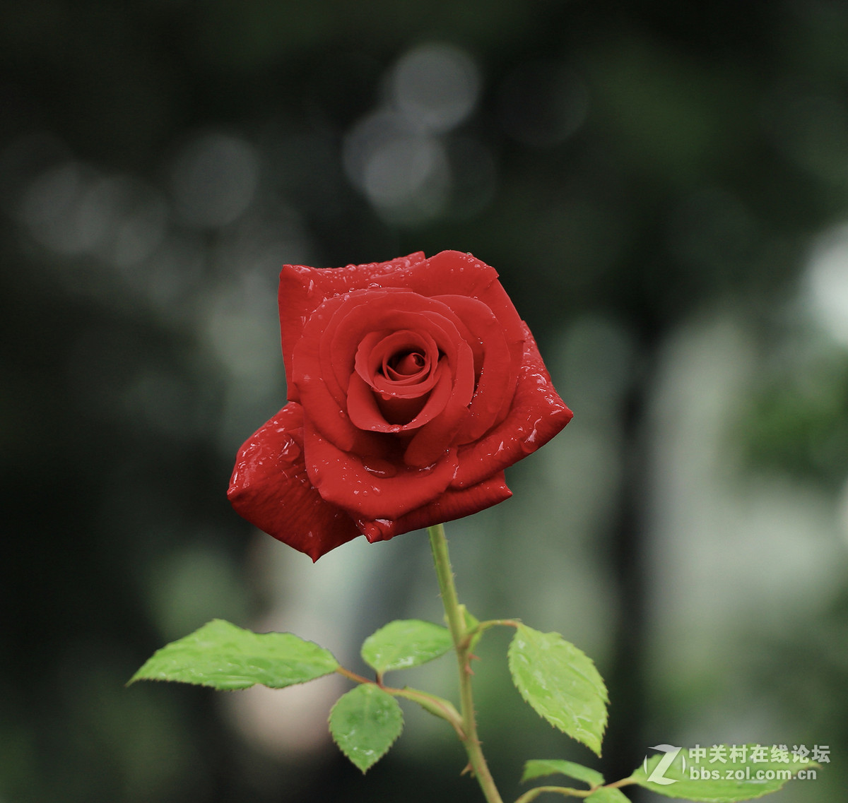 一枝独秀——一组早期练机帖