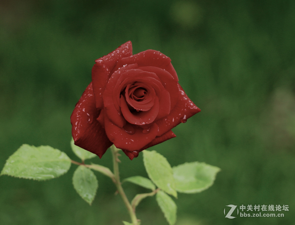 一枝独秀——一组早期练机帖