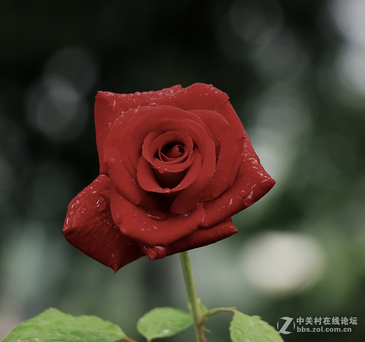 一枝独秀——一组早期练机帖